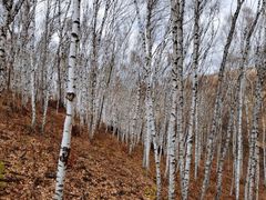 -塞罕坝国家级自然保护区