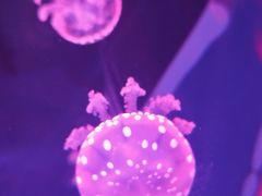 -左海海底世界