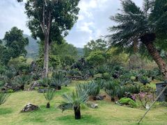 -深圳仙湖植物园