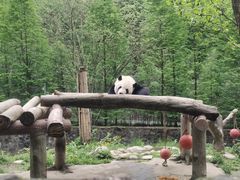 -都江堰中华大熊猫苑