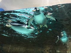 -成都浩海立方海洋公园