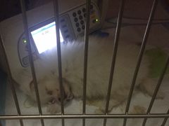 -瑞派雷欧宠物医院·24h夜诊·心脏骨科牙科·全科重症转诊中心(无影山店)