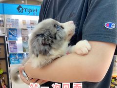 -翊宠yipet猫狗购宠庄园犬舍•猫舍