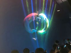 -芜湖新华联大白鲸海洋公园