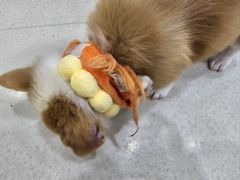 -共舞时光猫咖·狗咖(新街口店)