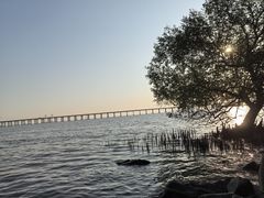 -宝安西湾红树林湿地公园