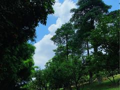 -玉树公园