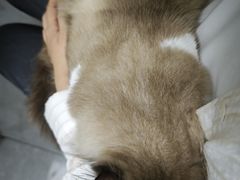 -瑞派长江宠物医院·猫科·外科·24小时夜护(谊城公寓分院)