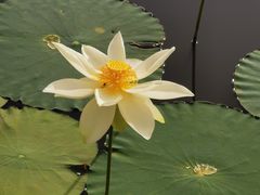 -五缘湾湿地公园