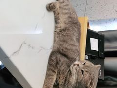 -喵园·猫主题咖啡厅·撸猫·猫咖(国贸店)