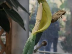 -北京植物园-展览温室