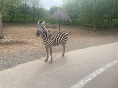 -北京野生动物园