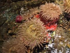 -西雅图水族馆