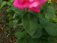 -松山湖梦幻百花洲