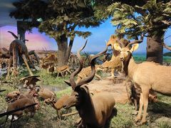 -国家自然博物馆