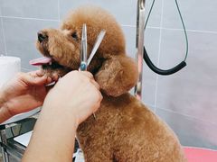 -宠福鑫康馨动物医院·骨科·眼科