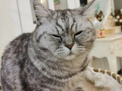 -共舞时光猫咖·狗咖(新街口店)