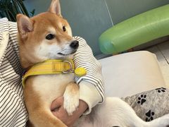 -瑞派申生动物医院·24H夜诊·国际动物医疗中心·骨外科(吴中路店)