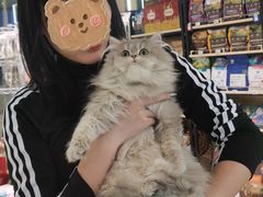 -momokira米努特·德文卷毛猫·棉花面纱犬