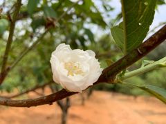 -南国桃园旅游度假区