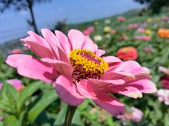 -薰衣草NE庄园