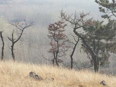 -恋山坝上草原