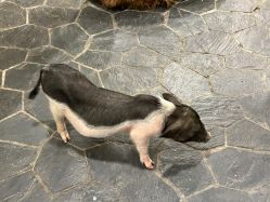 -Zoolung Zoolung动物主题公园(海信广场店)