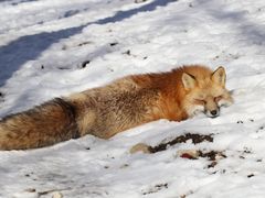 -宫城藏王狐狸村