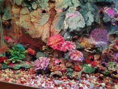 -秦皇岛新澳海底世界