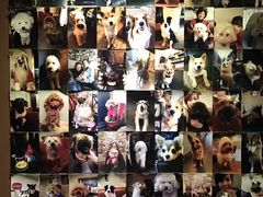 零售区-百好乐宠物友好餐厅(朝外大街店)