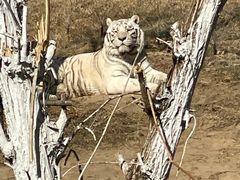 景点-北京野生动物园