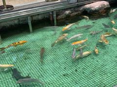 -金河半岛园林酒家(金融城店)