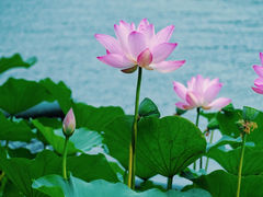 -后海公园