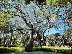 -瑞丽独树成林风景区