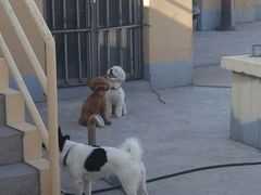 -波姐宠物家庭寄养