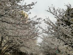 -高东镇樱花园