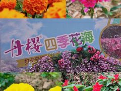 -丹樱生态园
