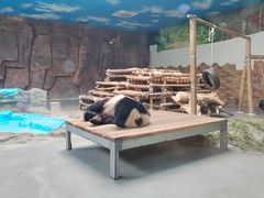 -东莞香市动物园