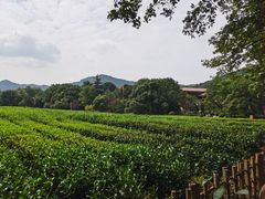 -中国茶叶博物馆(双峰馆区)