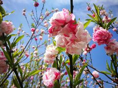 -南汇桃花村