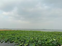 -七的湖·晚芳亭·阳澄湖农家菜·大闸蟹(莲花岛店)