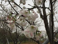 -天适樱花悠乐园