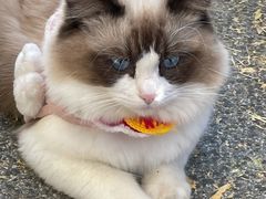 -地二手作鱼汤馄饨(上街里店)