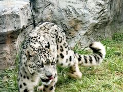 -青藏高原野生动物园