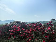 -贵州百里杜鹃风景名胜区