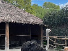 -上海野生动物园