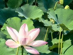 -莲池书院博物馆