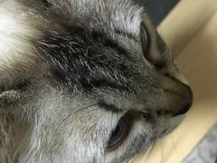 -纳吉亚猫专科动物诊疗中心(蒋宅口分院)