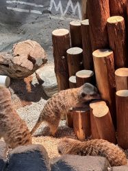 -Zoolung Zoolung动物主题公园(海信广场店)