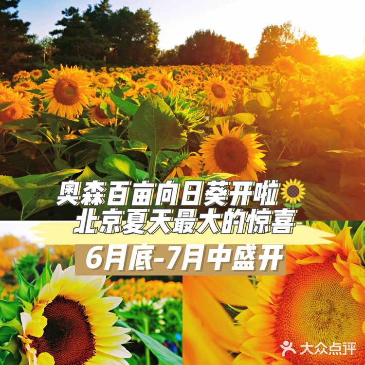 奥森百亩向日葵开啦🌻北京夏天最大的惊喜❗